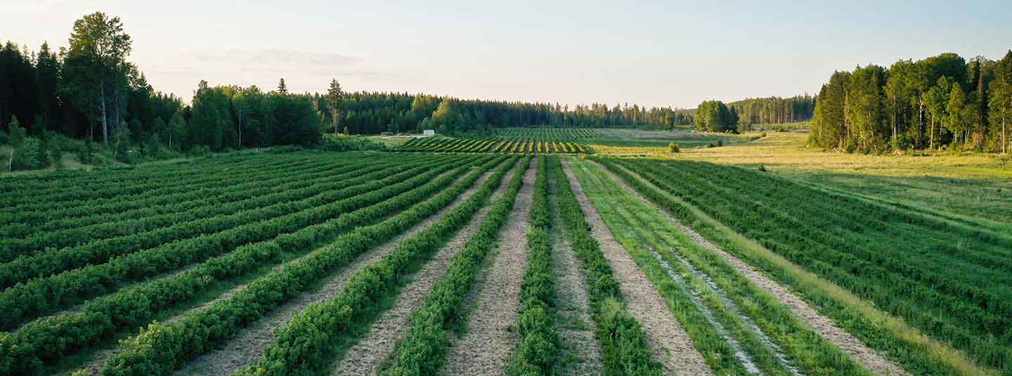 Färna Odlingar